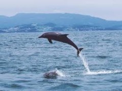 【お題日記】イルカ見た事ある？