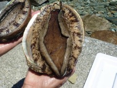 【お題日記】今までで一番驚いたこと(ウラ的)