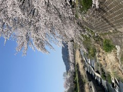 【お題日記】お花見行った？