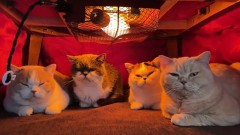 コタツの時期かな