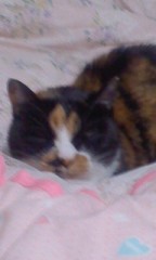 【お題日記】好きなタイプの異性を動物に例えるなら？