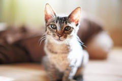 やっぱりネコは可愛い…