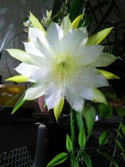 花開きました☆.｡.:*(嬉´Д`嬉).｡.:*☆