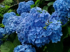 【お題日記】「初夏」と言われて思いつくもの