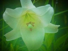 【お題日記】雨は好きですか？