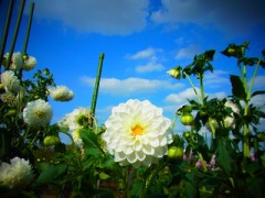 【お題日記】言われて嬉しい告白のセリフ