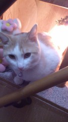 ちょこっとココロの叫び