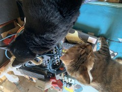 【お題日記】結婚記念日にする事、したい事