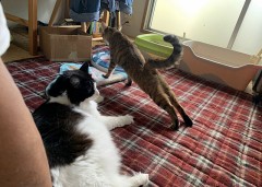 【お題日記】家では何かBGM流してる？