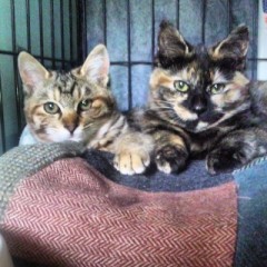 【お題日記】糖質OFFの商品よく買う？