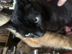 【お題日記】あなたのデジカフェの楽しみ方