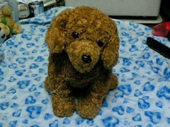 生き方、不器用なんです…