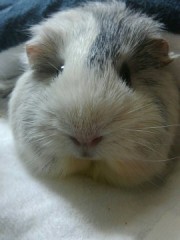 【お題日記】好きな動物