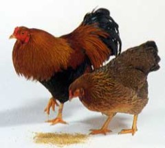 【お題日記】写真を撮る時、snow使ってる？