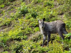 【お題日記】自分で撮った、奇跡の一枚持ってます