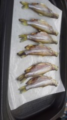 大きいでしょう？？