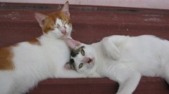 【お題日記】知らなくて恥ずかしい思いをしたこと！