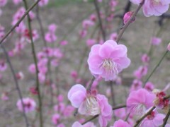 梅の花