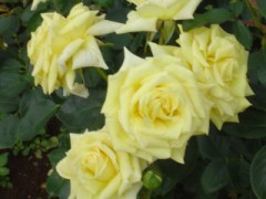 薔薇の花の１6本目