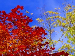 グランデコの紅葉