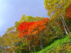 スカイラインの紅葉2