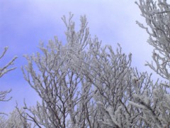 真冬に咲く-霧氷の花-1