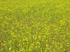 権現堂の菜の花