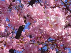 春が来た