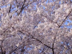 満開のさくら