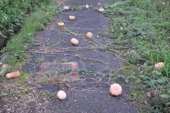 かぼちゃ殺人現場