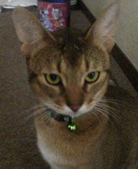 【お題日記】今日はカメラの日！自慢の写真をUPして♪