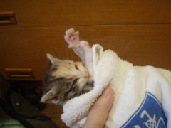 子猫「みぃ」との出会い