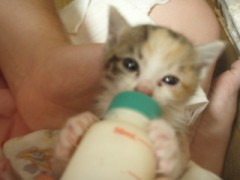 野良猫「みぃ」の保護２日目