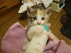 ミルクが大好きなみぃ