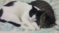 「もも」と「にゃ」