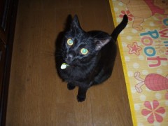 「くろ」の天使の瞳