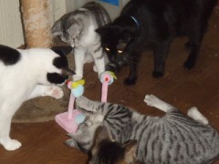 皆で遊ぼうよ！