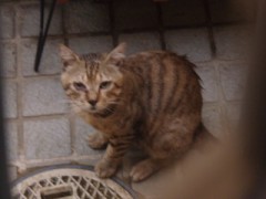 野良猫の保護は難しい！