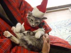 Xmas衣装のマロン