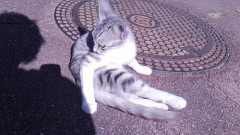 道路のど真ん中で日光浴