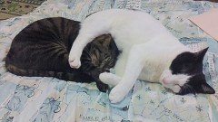 お尻を枕に寝る？