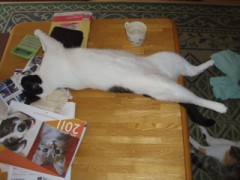 テーブルの上で寝ないで！