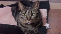 お腹が空いたよ・・・