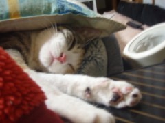 布団の中が暖かいよ