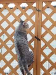 特技は木登りだよ