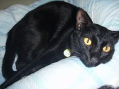 一見は怖いですが実は甘えたの「くろ」