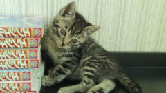 子猫「ひな」の里親が決まりました