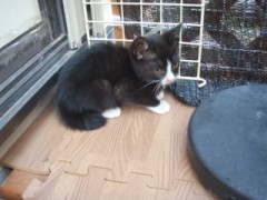 保護した子猫２