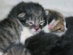 *:..｡o○☆ *:..｡o○☆ 子猫画像公開中 *:..｡o○☆ *:..｡o○☆