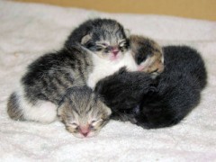 ご要望に応えて本日は子猫大写真を（笑）